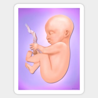Fetus 7 Months Sticker